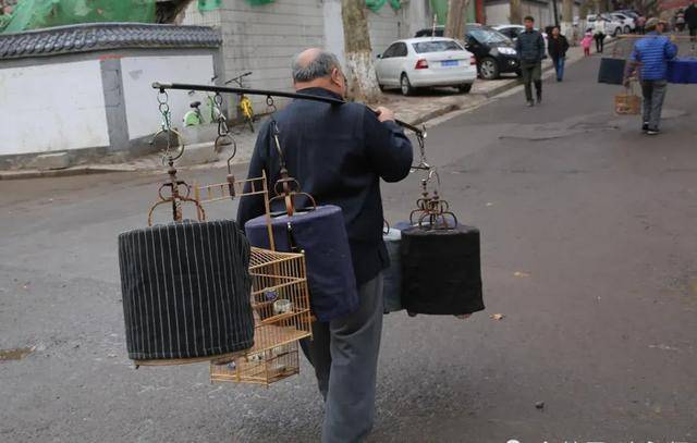 红的“鸟鸟教”催熟百亿新市场mg不朽情缘游戏试玩女孩们捧