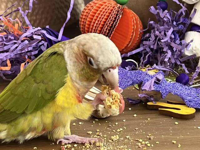 红的“鸟鸟教”催熟百亿新市场mg不朽情缘游戏试玩女孩们捧(图2)