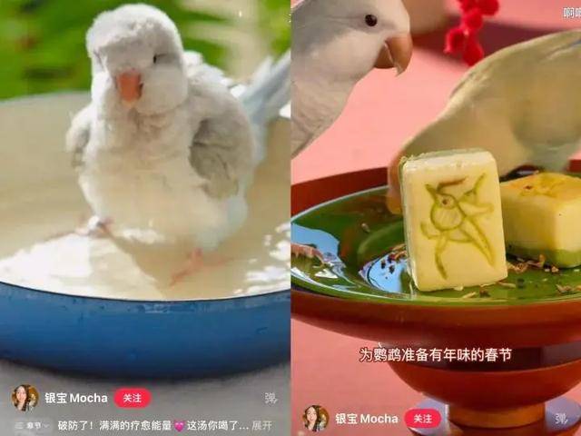 红的“鸟鸟教”催熟百亿新市场mg不朽情缘游戏试玩女孩们捧(图3)