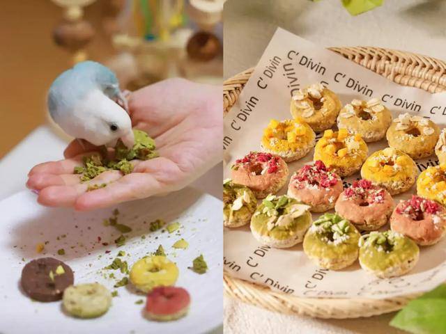 红的“鸟鸟教”催熟百亿新市场mg不朽情缘游戏试玩女孩们捧(图6)